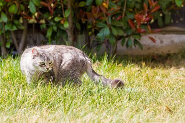 Güneşli bir günde uzun saçlı açık sevimli Sibirya kedi