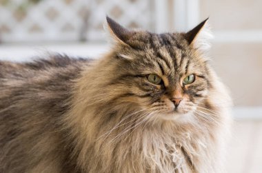 Sibirya ırkının uzun saçlı kedi dinlenmek açık