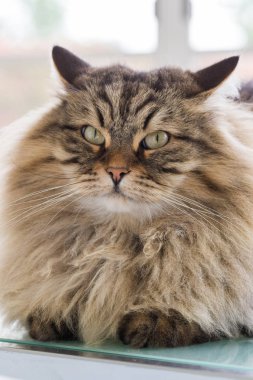 Sibirya ırkının uzun saçlı kedi dinlenmek açık