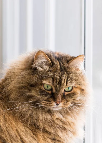 Chat à poils longs de race sibérienne en plein air dans la détente — Photo