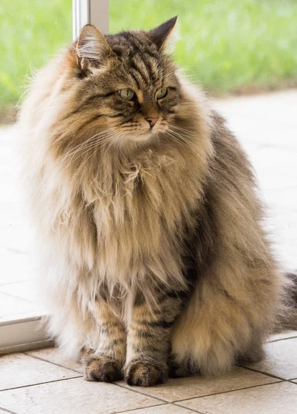 リラックスして屋外でシベリアの繁殖の長い髪の猫 — ストック写真