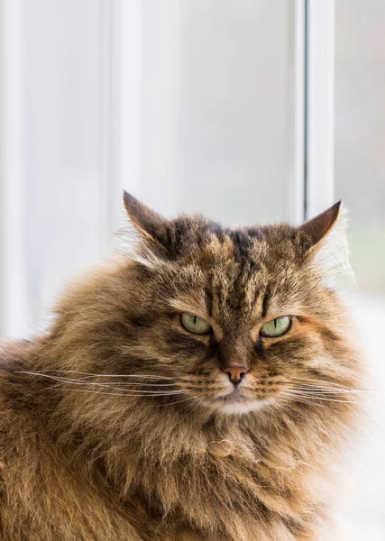 Dlouhozrnná kočka ze sibiřské rasy venku v klidu — Stock fotografie