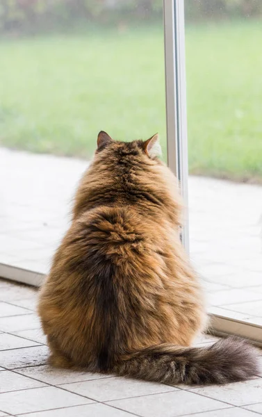 Langhaarige Katze sibirischer Rasse im Freien in Entspannung — Stockfoto