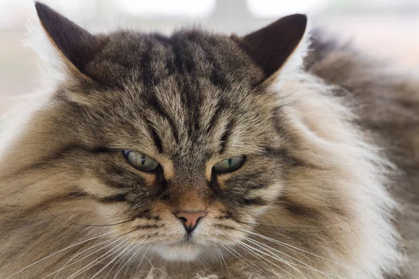 Långhårig katt av Siberian Breed utomhus i Relax — Stockfoto