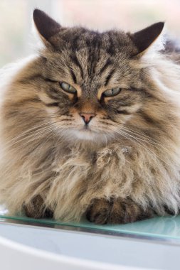 Sibirya ırkının uzun saçlı kedi dinlenmek açık