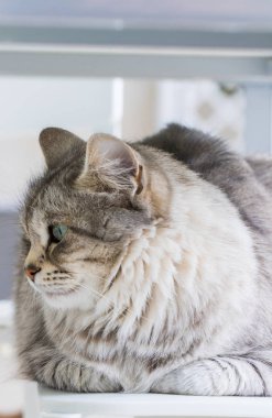 Sibirya ırkının uzun saçlı kedi dinlenmek açık