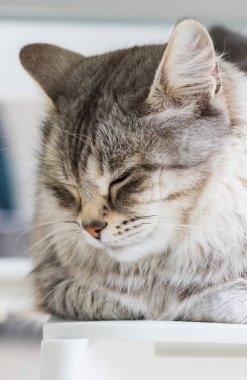 Sibirya ırkının uzun saçlı kedi dinlenmek açık