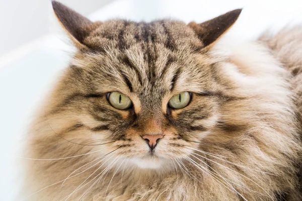 Langhaarige Katze sibirischer Rasse im Freien in Entspannung — Stockfoto