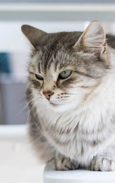 Langhaarige Katze sibirischer Rasse im Freien in Entspannung — Stockfoto