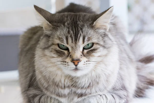 Długowłosy kot syberyjskiej rasy na zewnątrz w relaks — Zdjęcie stockowe
