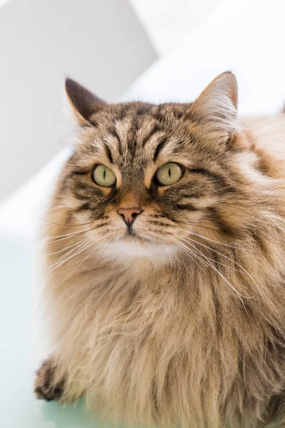 Gato de pelo largo de raza siberiana al aire libre en relax — Foto de Stock