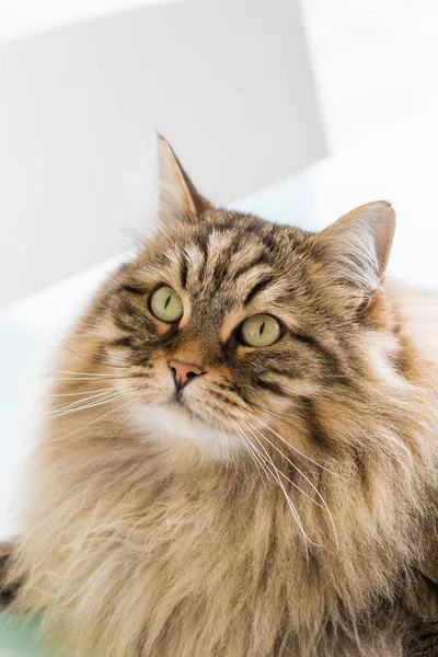 Długowłosy kot syberyjskiej rasy na zewnątrz w relaks — Zdjęcie stockowe