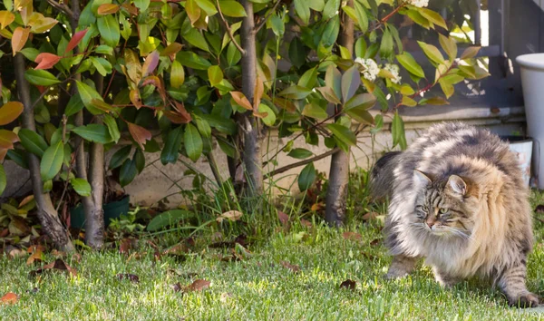 Långhåriga PET av Siberian katt i en trädgård. Kattunge av boskap — Stockfoto