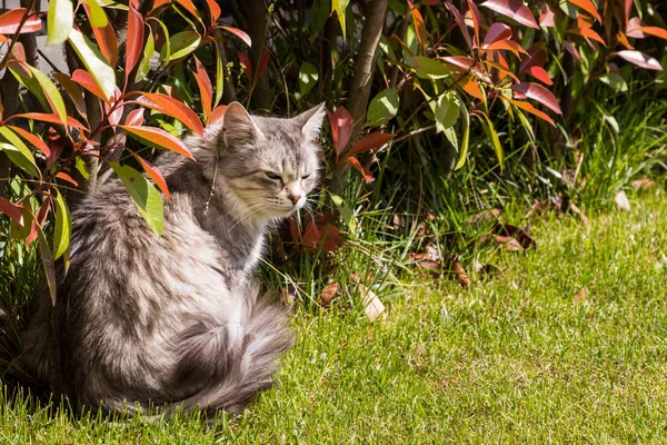 长毛的西伯利亚猫在花园里的宠物。牲畜小猫 — 图库照片