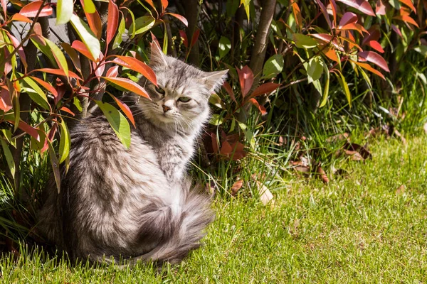 Long haired pet of siberian cat in a garden. Kitten of livestock — Stock Photo, Image