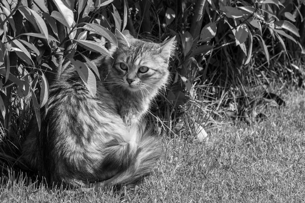 Mascota de pelo largo de gato siberiano en un jardín. Gatito de ganado — Foto de Stock