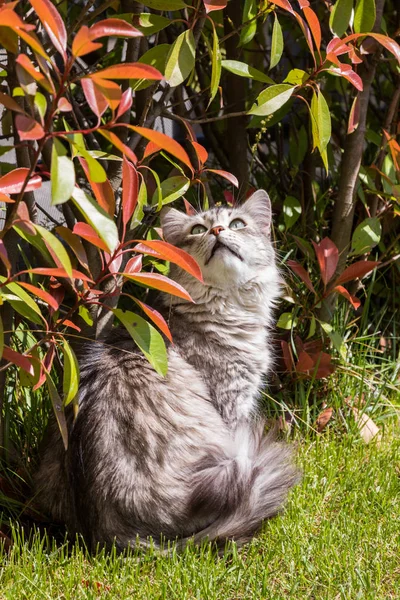 Långhåriga PET av Siberian katt i en trädgård. Kattunge av boskap — Stockfoto