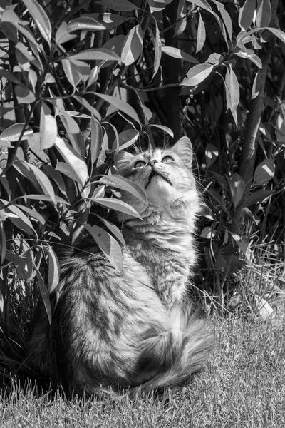 Animal de estimação de cabelos longos de gato siberiano em um jardim. Gatinho de gado — Fotografia de Stock