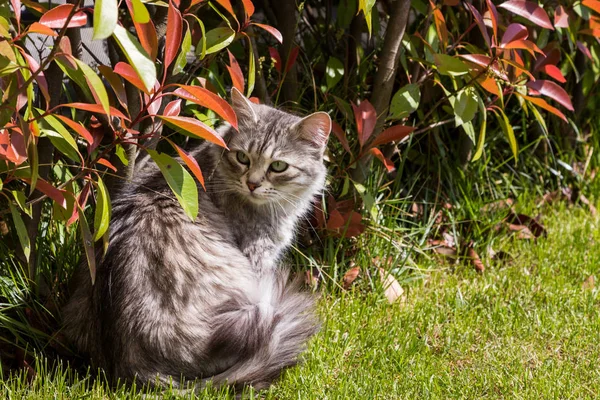 Långhåriga PET av Siberian katt i en trädgård. Kattunge av boskap — Stockfoto