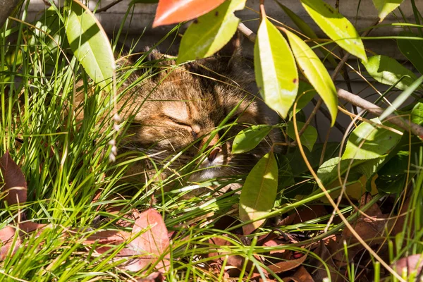 정원에서 시베리아 고양이의 긴 머리 애완 동물입니다. 가축의 새끼 고양이 — 스톡 사진
