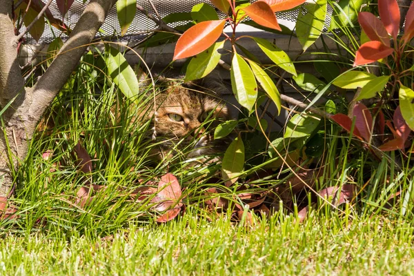 Mascota de pelo largo de gato siberiano en un jardín. Gatito de ganado — Foto de Stock