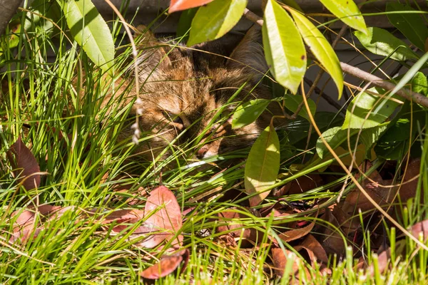 Animal de estimação de cabelos longos de gato siberiano em um jardim. Gatinho de gado — Fotografia de Stock