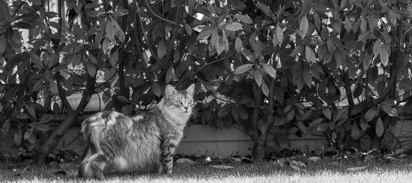 Animal de estimação de cabelos longos de gato siberiano em um jardim. Gatinho de gado — Fotografia de Stock