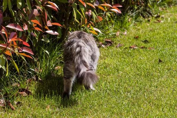 Long haired pet of siberian cat in a garden. Kitten of livestock