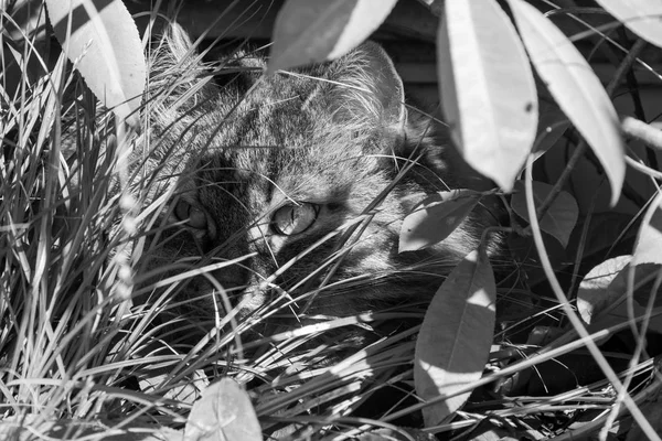 庭でシベリア猫の長い毛のペット。家畜の子猫 — ストック写真