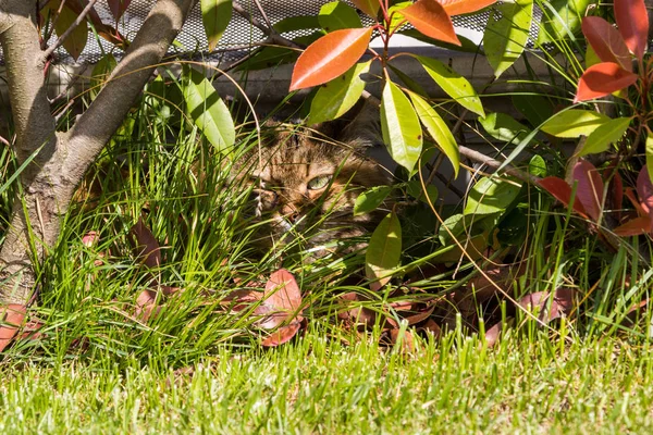 Animal de estimação de cabelos longos de gato siberiano em um jardim. Gatinho de gado — Fotografia de Stock