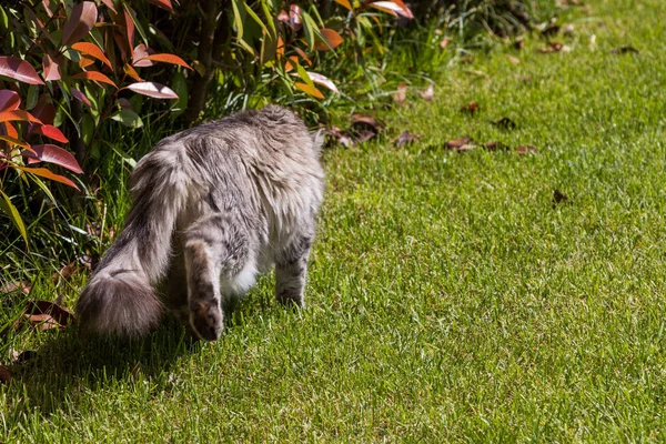 Animale domestico dai capelli lunghi di gatto siberiano in un giardino. Gattino di bestiame — Foto Stock