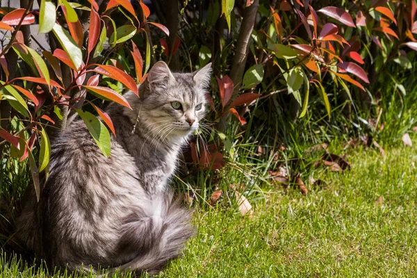 Animal de estimação de cabelos longos de gato siberiano em um jardim. Gatinho de gado — Fotografia de Stock