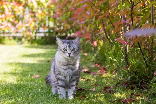 Long haired pet of siberian cat in a garden. Kitten of livestock