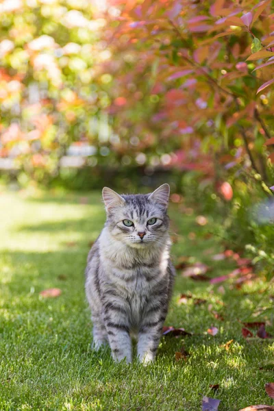 Bahçede Sibirya kedisinin uzun saçlı evcil hayvanı. Çiftlik hayvanı yavrusu