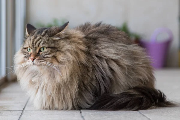 Adorável animal de estimação de gato siberiano de gado, animal hipoalergênico de cabelos longos — Fotografia de Stock