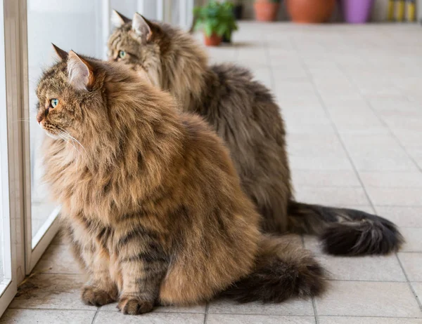 Adorabile animale domestico del gatto siberiano del bestiame, animale ipoallergenico dai capelli lunghi — Foto Stock