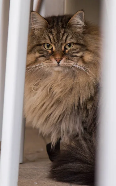 Adorable pet of siberian cat of livestock, long haired hypoallergenic animal — Stock Photo, Image