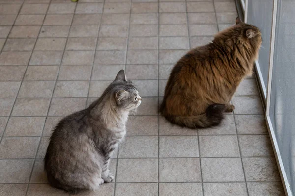 Adorável animal de estimação de gato siberiano de gado, animal hipoalergênico de cabelos longos — Fotografia de Stock