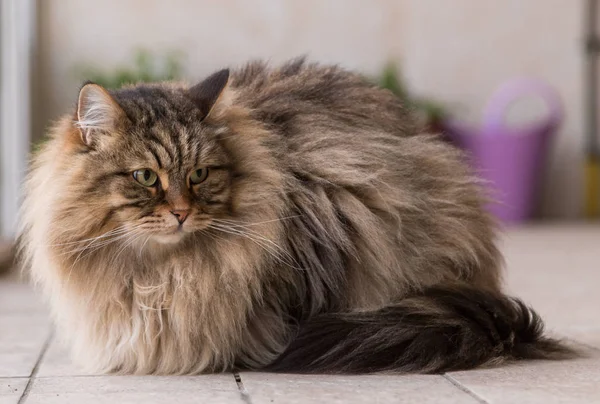 Adorável animal de estimação de gato siberiano de gado, animal hipoalergênico de cabelos longos — Fotografia de Stock