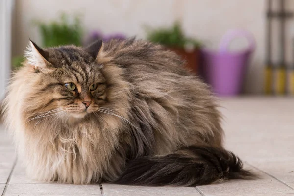 Adorável animal de estimação de gato siberiano de gado, animal hipoalergênico de cabelos longos — Fotografia de Stock