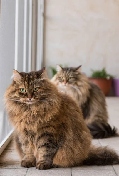 Urocza zwierzak syberyjskiego kota zwierząt gospodarskich, długowłosy hipoalergiczne zwierzę — Zdjęcie stockowe