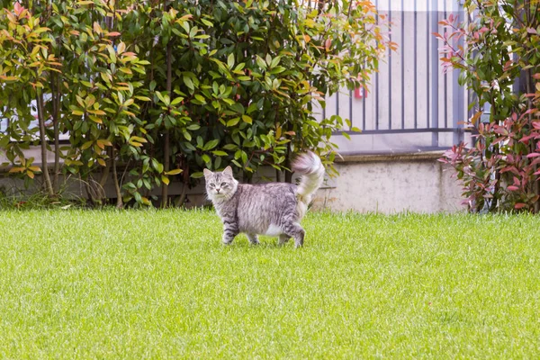 Skönhet katt med långt hår utomhus i en trädgård, sibiriska renrasiga kattunge — Stockfoto