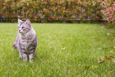 Bir bahçede uzun saçlı güzel kedi, Sibirya safkan kedi yavrusu