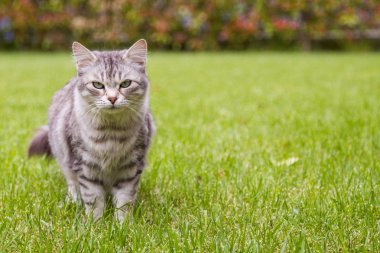 Bir bahçede uzun saçlı güzel kedi, Sibirya safkan dişi kedi yavrusu