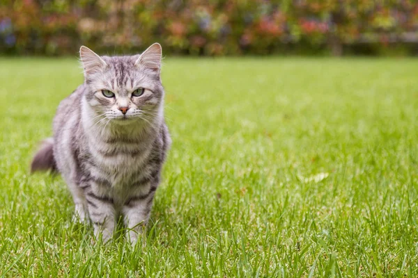 정원에서 야외 긴 머리와 아름다운 고양이, 시베리아 순종 여성 새끼 고양이 — 스톡 사진