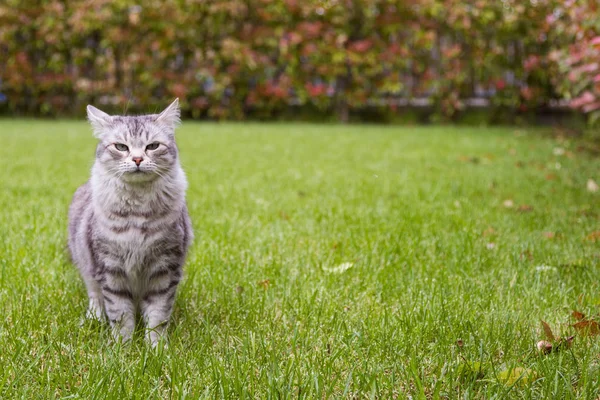 Gato bonito com cabelo longo ao ar livre em um jardim, cor de prata de gatinho de raça pura siberiana — Fotografia de Stock