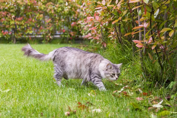 Rozkošná kočka s dlouhými vlasy venku v zahradě, Sibiřský čistokrevný koťat — Stock fotografie