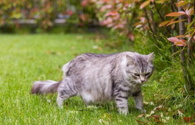 Bir bahçede uzun saçlı sevimli kedi, Sibirya safkan kedi yavrusu