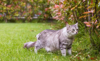 Bir bahçede uzun saçlı güzel kedi, Sibirya safkan kedi yavrusu
