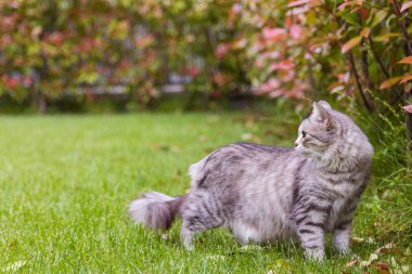 Bir bahçede uzun saçlı sevimli kedi, Sibirya safkan kedi yavrusu